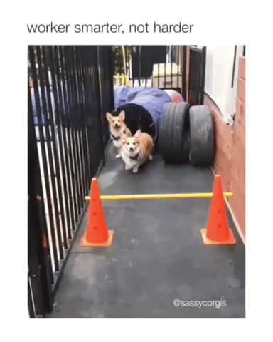 two corgis in obstacle course, one jumping, one walking under referring to work smarter not harder in content creation